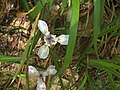 H20130418-7945—Smith River Series Iris—RPBG-1 (8674486970).jpg