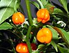 Habanero chile - fruits (aka).jpg