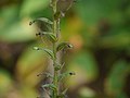 Habenaria furcifera