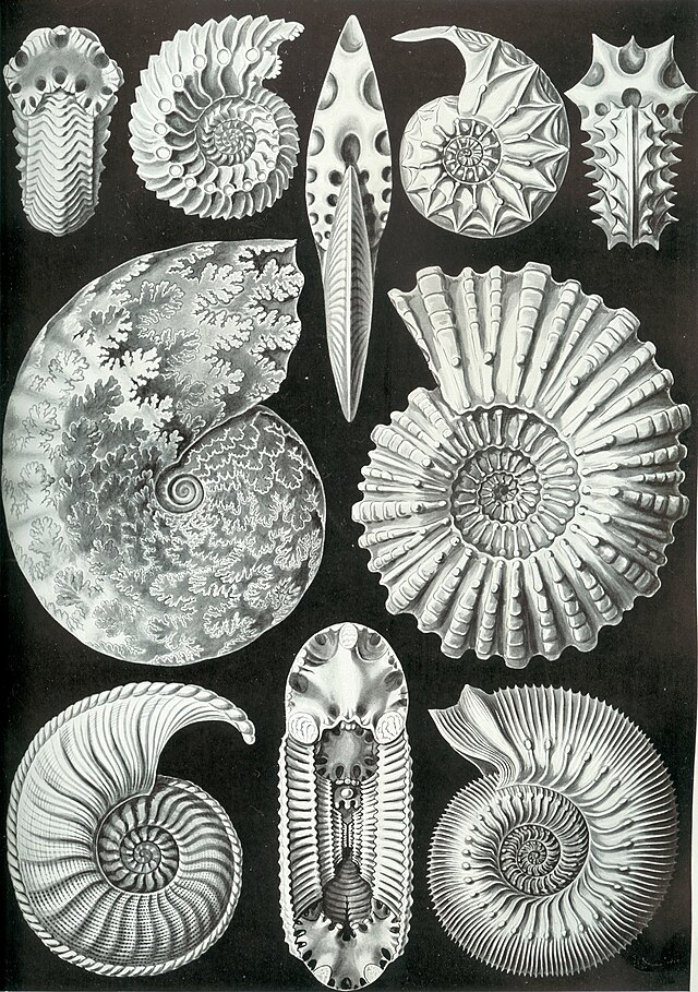 Haeckel Ammonitida.jpg