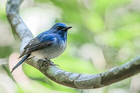 Hainan-blue-flycatcher.jpg