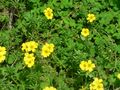 Oxalis in the field