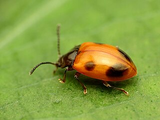 <i>Endomychus biguttatus</i> Species of beetle