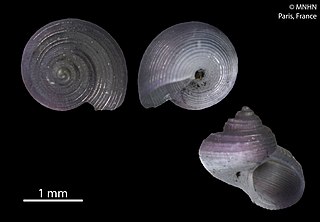 <i>Haplocochlias arrondoi</i> Species of gastropod