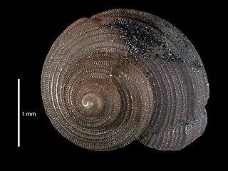 <i>Haplocochlias pacorubioi</i> Species of gastropod