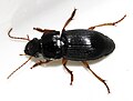 Miniatura para Harpalus latus