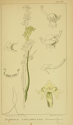 Harry Bolus - Orchids of South Africa - volume III plate 098 (1913).jpg