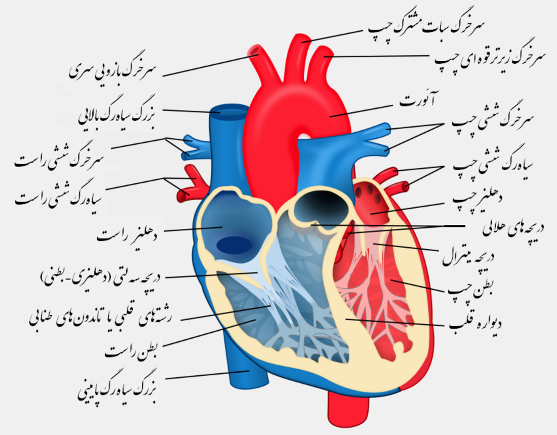 آئورت