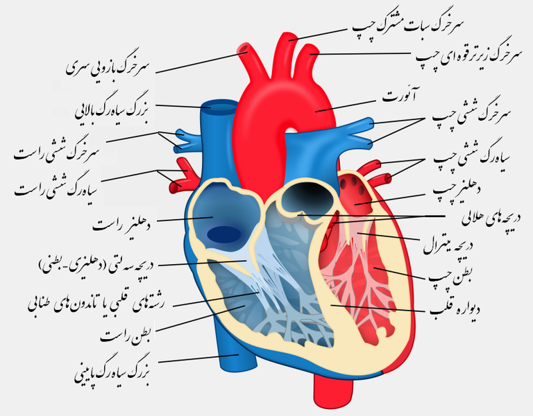 File:Heart diagram-fa.PNG