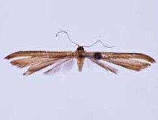 <i>Hellinsia socorroica</i> Species of moth
