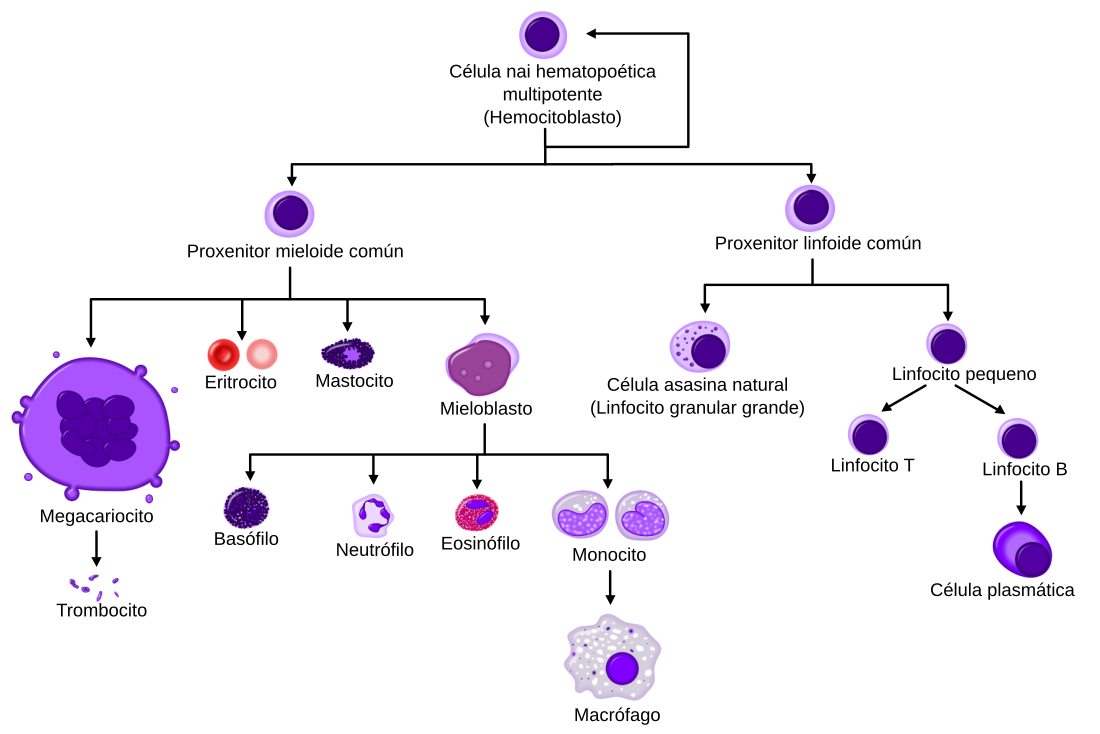 Hematopoese