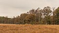 * Nomination Hiking in autumn by Wijnjeterper Schar. Raw biotope in autumn colors. --Agnes Monkelbaan 04:50, 25 October 2017 (UTC) * Promotion QI for me -- Sixflashphoto 02:44, 27 October 2017 (UTC)