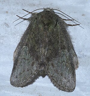 <i>Heterocampa umbrata</i> Species of moth