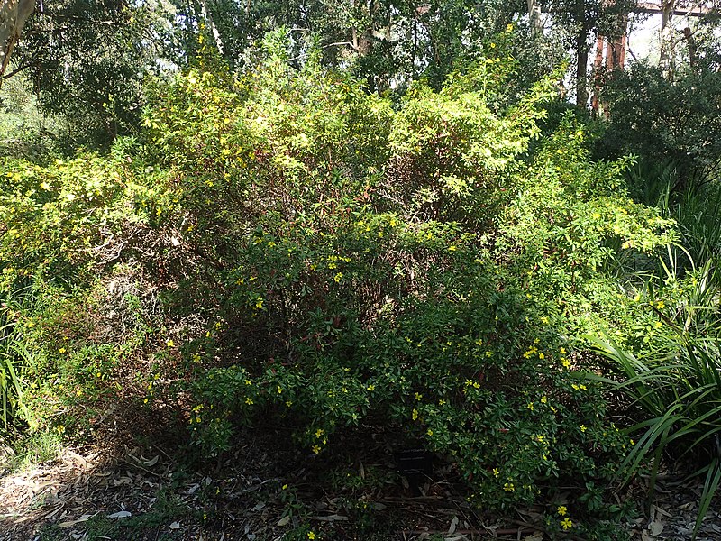 File:Hibbertia cuneiformis habit 2.jpg