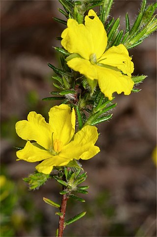 <i>Hibbertia paeninsularis</i> Species of flowering plant