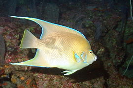 Holacanthus bermudensis