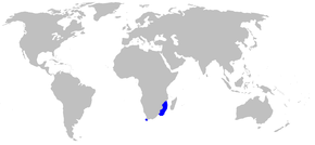 A Holohalaelurus_punctatus_distmap.png kép leírása.