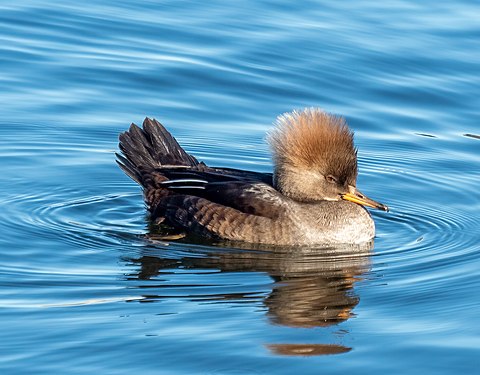 Hooded merganser female in the Central Park Reservoir