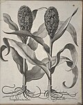 Miniatuur voor Bestand:Hortus Eystettensis, 1640 (BHL 45339 366) - Classis Autumnalis 26.jpg
