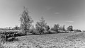 * Nomination Row of trees at the beginning of the Blokslootpolder, municipality De Fryske Marren in the Netherlands, --Agnes Monkelbaan 04:38, 19 May 2020 (UTC) * Promotion Good quality --Llez 04:47, 19 May 2020 (UTC)