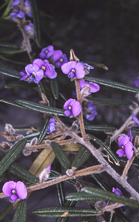 <i>Hovea purpurea</i> Species of legume