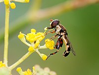   Syritta pipiens (Syrphidae)