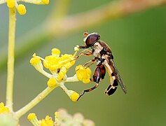 Syritta pipiens