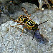 Vespula squamosa