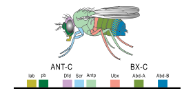 Expression of homeobox (Hox) genes in the fruit fly Hoxgenesoffruitfly.svg