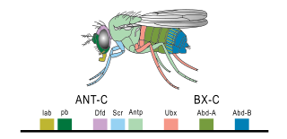 <i>Bithorax</i> complex