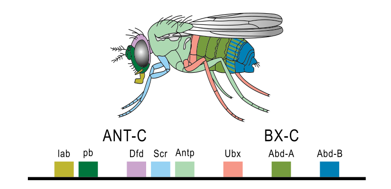 File:Hoxgenesoffruitfly.svg