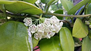 Hoya australis (23741638141).jpg