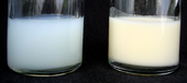 Two 25 ml samples of human breast milk. The sample on the left is foremilk, the watery milk coming from a full breast. To the right is hindmilk, the creamy milk coming from a nearly empty breast. Human Breastmilk - Foremilk and Hindmilk.png