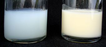 Two 25 ml samples of human breast milk. The sample on the left is foremilk, the watery milk coming from a full breast. To the right is hindmilk, the creamy milk coming from a nearly empty breast.[29]