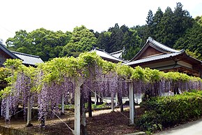 Fujii-dera wisteria