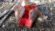 Hydnora africana 29537922.jpg