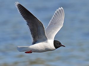 Малая малаям. Малая Чайка Larus minutus. Ма́лая Ча́йка ( Hydrocoloeus minutus). Малая Чайка красная книга. Чайка малая (Larus minutus) — вымирающий вид.