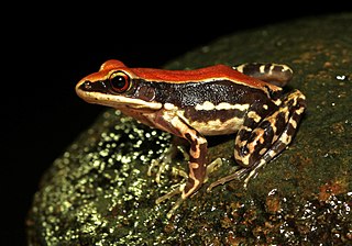 <i>Hydrophylax</i> (frog) Genus of amphibians