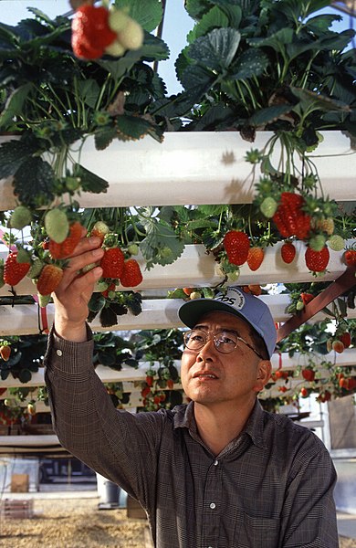 File:Hydroponic strawberry usda.jpg