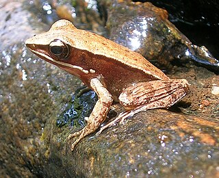 <i>Indosylvirana</i> Genus of amphibians