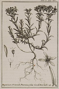 Illustration of H. orientale from a 1717 travelogue Hypericum Orientale, Ptarmicae foliis Coroll Rei herb 18 - Tournefort Joseph Pitton De - 1717.jpg