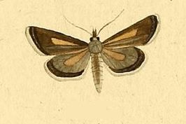 Hypochalcia decorella