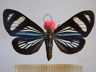 <i>Hypocrita bicolora</i> Species of moth