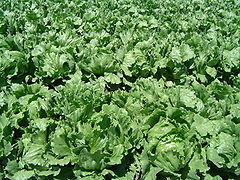 Zelena salata (Lactuca sativa)