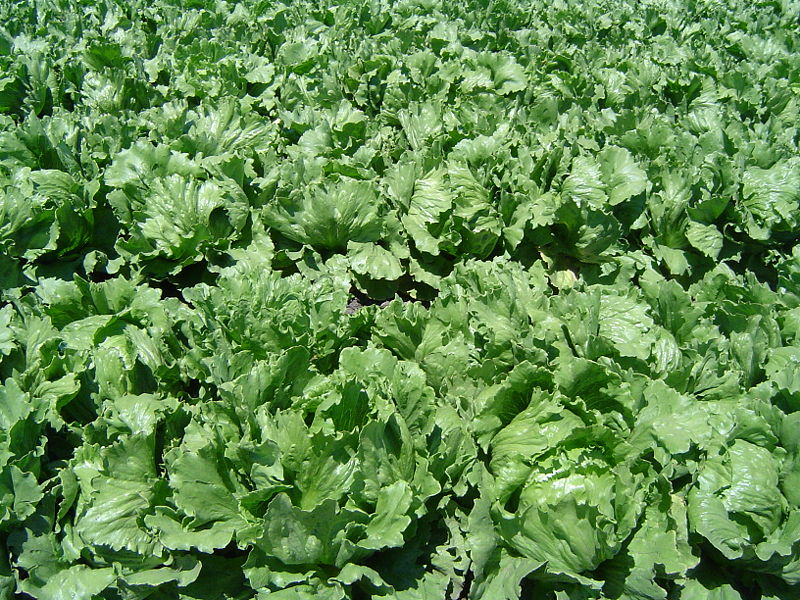 File:Iceberg lettuce in SB.jpg