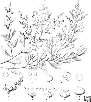 <i>Chenopodium baccatum</i> Species of flowering plant