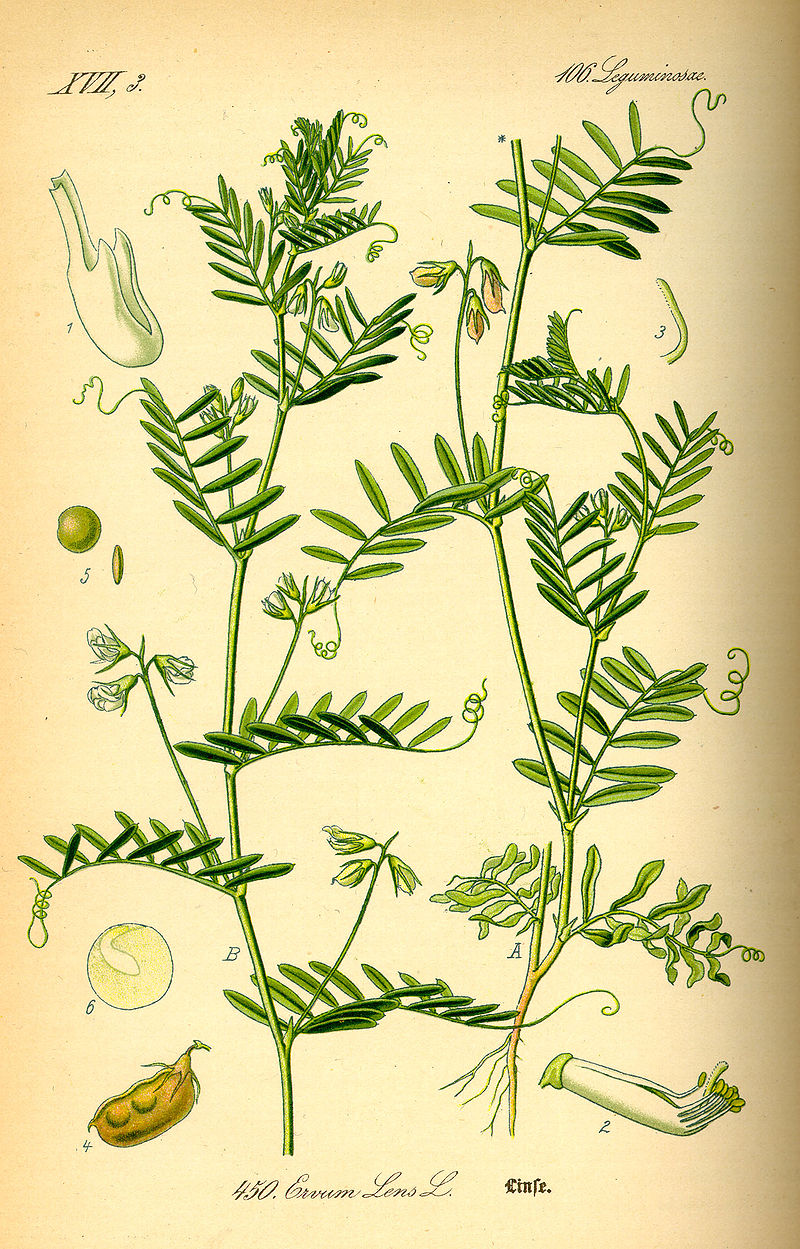 Linse (Botanik) – Wikipedia