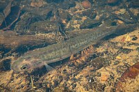 minnow - Wiktionary, the free dictionary