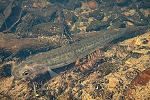 Poisson long et fin avec de nombreuses petites taches