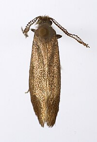 Incurvaria pectinea1.jpg